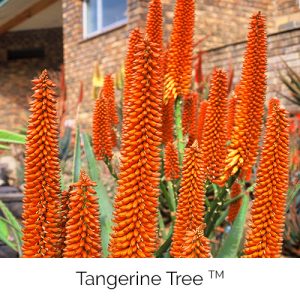 Tangerine Tree - Tangerine orange hues from the tall tree