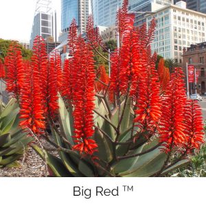 Big Red - Big, bold and beautiful