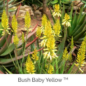 Bush Baby Yellow - Those large round eyes