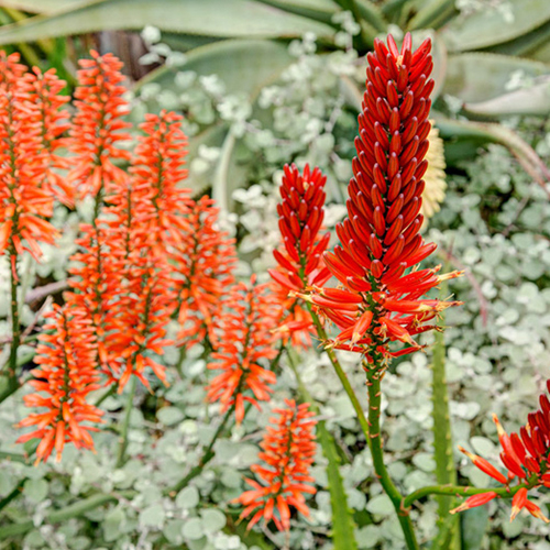 red flower aloe