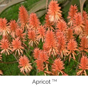 Apricot - Shades of the juicy fruit