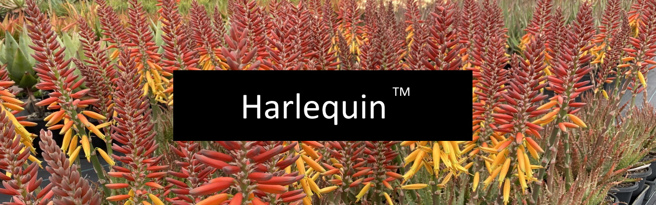 Harlequin